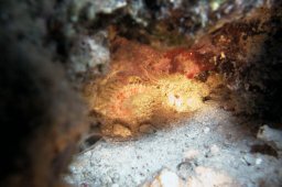 Feuerwurm (Hermodice carunculata)